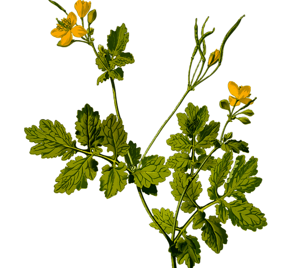 Kraut zur Linderung von Hodenschmerzen bei Männern.